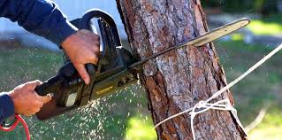 Best Tree Preservation Services  in West Wendover, NV