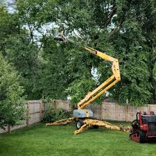 Best Grass Overseeding  in West Wendover, NV