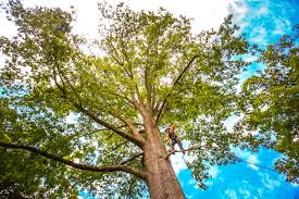 How Our Tree Care Process Works  in  West Wendover, NV
