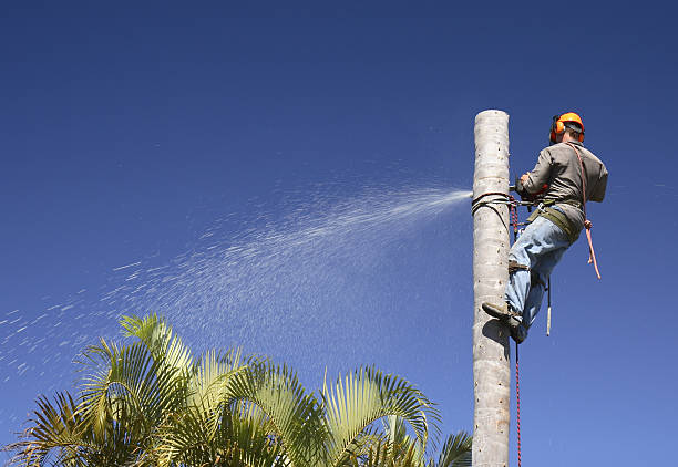 Best Tree and Shrub Care  in West Wendover, NV