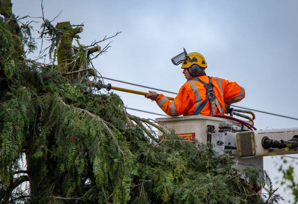Best Tree Mulching  in West Wendover, NV
