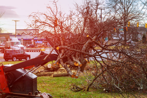 Best Tree Maintenance Programs  in West Wendover, NV