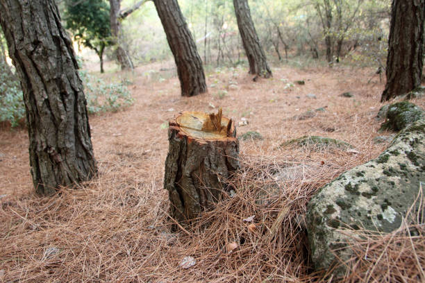 West Wendover, NV Tree Care Company