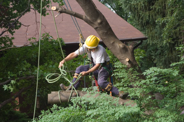 Best Fruit Tree Pruning  in West Wendover, NV