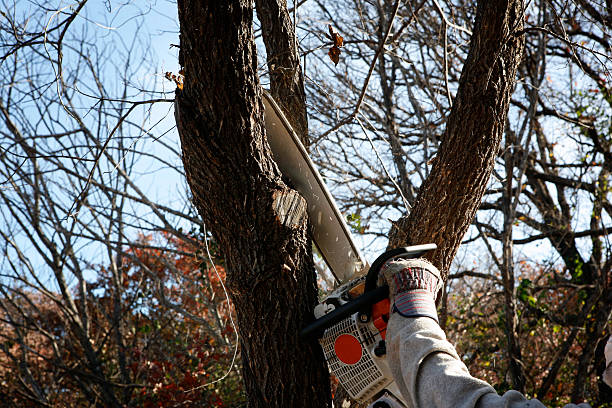 Best Leaf Removal  in West Wendover, NV