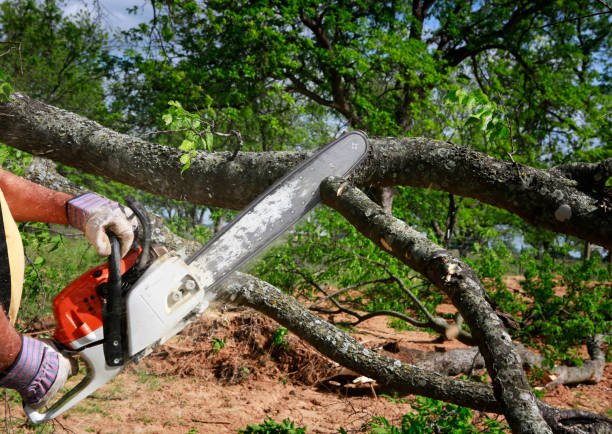 Best Stump Grinding and Removal  in West Wendover, NV