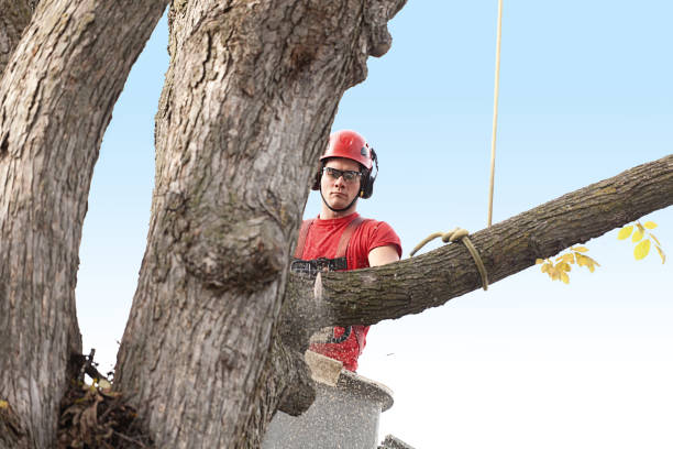Lawn Pest Prevention in West Wendover, NV